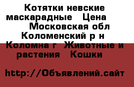 Котятки невские маскарадные › Цена ­ 2 000 - Московская обл., Коломенский р-н, Коломна г. Животные и растения » Кошки   